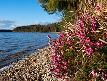 Winter flowering heather (Erica herbacea) in flower along lake's edge, Osterseen Lakes, Upper Bavaria, Germany. March.