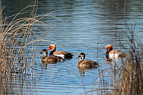 Four Red-crested pochards (Netta rufina)  with two pairs, swimming on lake, Germany. March,