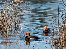 Two Red-crested pochard (Netta rufina) males, swimming on lake between reeds, Germany. March.