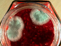 Green mould growing on surface of jam in jar.