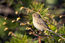 Chiffchaff (Phylloscopus collybita) perched on branch in spring, Bavaria, Germany. April.