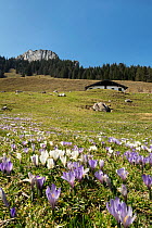 Crocuses (Crocus vernus) flowering on mountainside in alpine meadow in spring with mountain chalet in background, Daffner Alm, Heuberg mountain, Upper Bavaria, Germany. April.