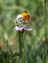 Orangetip butterfly (Anthocharis cardamines) male resting on Cuckoo flower (Cardamine pratensis), Upper Bavaria, Germany. April.