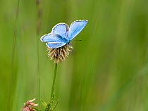 Adonis blue butterfly (Polyommatus bellargus) male, resting on Clover (Trifolium sp.), Upper Bavaria, Germany. June.