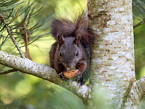 Red squirrel (Sciurus vulgaris) sitting in tree feeding on walnut, Bavaria, Germany. June.