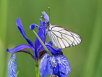 Black-veined white butterfly (Aporia crataegi) resting on Siberian iris (Iris sibirica), Upper Bavaria, Germany. June.