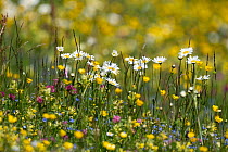 Marguerites (Leucanthemum vulgare) and wildflowers in mountain meadow, Upper Bavaria, Germany. June.