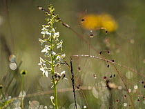 Lesser butterfly-orchid (Platanthera bifolia) in flower, Upper Bavaria, Germany. June.