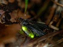 Firefly / Glowworm (Lamprohiza splendidula) pair mating, with male attracted to bioluminescence from female, Bavaria, Germany. July.