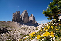 Yellow alpine poppies (Papaver rhaeticum) flowering on mountainside with the three peaks of Tre Cime in background, Dolomites, South Tyrol, Italy. July.