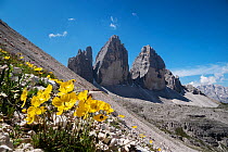 Yellow alpine poppies (Papaver rhaeticum) flowering on mountainside with the three peaks of Tre Cime in background, Dolomites, South Tyrol, Italy. July.