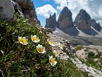 Mountain avens (Dryas octopetala) flowering on mountainside with the three peaks of Tre Cime in background, Dolomites, South Tyrol, Italy. July.