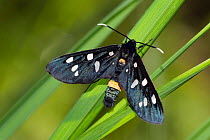 Day-flying moth (Syntomis phegea) resting on leaf, Dolomites, Italy. July.