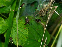 Firefly / Glowworm (Lamprohiza splendidula) males, caught in spider's web , Bavaria, Germany. July.