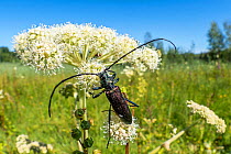 Musk beetle (Aromia moschata) resting on flower, Upper Bavaria, Germany. July.