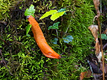 Red slug (Arion rufus) moving over moss, France. August.