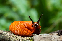 Red slug (Arion rufus) resting, portrait, France. August.