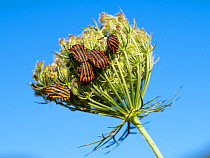 Group of Striped shield bugs (Graphosoma lineatum) mating on Wild carrot (Daucus carota), France. August.