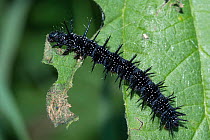 European peacock butterfly (Inachis io) caterpillar feeding on stinging nettles, Bavaria, Germany. August.
