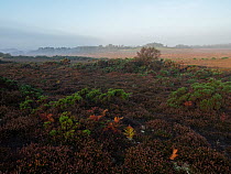 Wet heathland on early misty morning.  Tadnoll and Winfrith Nature Reserve, Dorset, UK. September.