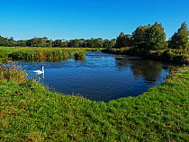 Mute swan (Cygnus olor) swimming on River Frome,  Dorset, UK. September.