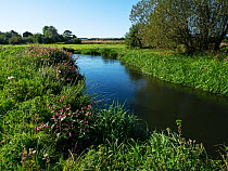 River Frome running through farmland.  Dorset, UK. September.