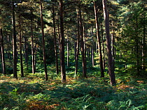 Scots pine (Pinus sylvestris) woodland with understorey of Eagle fern (Pteridium aquilinum) New Forest National Park, Hampshire, UK. September.