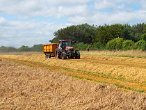 Man in tractor harvesting Barley (Hordeum vulgare) on Myncen Farm.   Cranborne Chase, Dorset, UK. August.