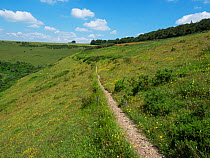 Footpath cutting across hillside.  Fontmell Down Nature Reserve, Dorset, UK. June.