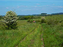 Two people walking down overgrown footpath.  Martin Down National Nature Reserve, Hampshire, UK. May.
