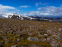 High moorland on slopes of Cairn Gorm with Coire Gorm and Sgoran Dubh Mor beyond.  Cairngorms National Park, Highland Region, Scotland, UK. May.