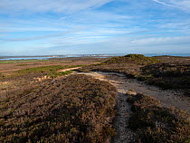 Track across heathland with Poole Harbour, Brownsea Island and Sandbanks beyond.  Studland Heath National Nature Reserve, Isle of Purbeck, Dorset, UK. December.