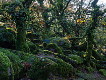 Moss covered boulders and tree trunks of ancient Pedunculate oak (Quercus robur).  Wistman's Wood National Nature Reserve, Dartmoor National Park, Devon, UK. November.