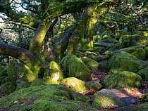 Moss covered boulders and tree trunks of ancient Pedunculate oak (Quercus robur).  Wistman's Wood National Nature Reserve, Dartmoor National Park, Devon, UK. November.