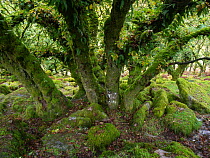 Pedunculate oak (Quercus robur) stunted trees and moss covered boulders.  Wistman's Wood National Nature Reserve, Dartmoor National Park, Devon, UK. October.