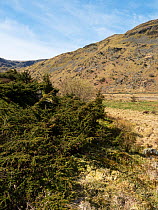 Juniper (Juniperus communis) in foreground of rough crags.  Haweswater Nature Reserve, Lake District National Park, UK. April.