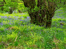 Bluebells (Hyacinthoides non-scripta) in flower and ferns growing in understorey of mixed deciduous woodland.  Inversnaid Nature Reserve, Loch Lomond and The Trossachs National Park, Stirlingshire, S...