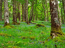 Bluebells (Hyacinthoides non-scripta) in flower in understorey of mixed deciduous woodland.  Inversnaid Nature Reserve, Loch Lomond and The Trossachs National Park, Stirlingshire, Scotland, UK. May.