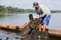 Local fishermen pulling up large Pirarucu (Arapaima gigas), whose numbers have drastically declined in the region due to overfishing, caught in nets.  Pacaya Samiria National Park, Loreto, Peru.