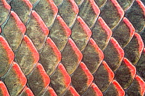 Close up of scales of Pirarucu (Arapaima gigas).  Pacaya Samiria National Park, Loreto, Peru.