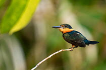 American pygmy kingfisher (Chloroceryle aenea) perched on branch.  Sandoval lake,  Tambopata National Reserve, Madre de Dios, Peru.