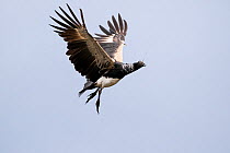 Horned screamer (Anhima cornuta) in flight.  Pacaya Samiria National Park, Loreto, Peru.
