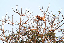 Pale-throated three-toed sloth (Bradypus tridactylus), male, feeding in tree.  Pacaya Samiria National Park, Peru.