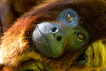 Colombian red howler monkey (Alouatta seniculus) portrait.  Peru