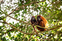 Colombian red howler monkeys (Alouatta seniculus), mother and young, resting on branch.  Los Amigos Biological Station, Madre de Dios, Peru.