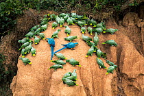 Two Blue-and-yellow macaws (Ara ararauna) eating clay in middle of Southern mealy parrot (Amazona farinosa) flock on Clay lick.  Tambopata National Reserve, Madre de Dios, Peru.