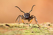 Bullet ant (Paraponera clavata) walking along tree trunk.  Peru.