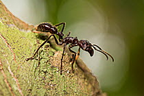 Bullet ant (Paraponera clavata) walking along tree trunk.  Peru.
