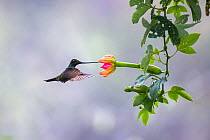Sword-billed hummingbird (Ensifera ensifera), male, feeding on flower (Datura).  Wayqecha Biological Research Station, Manu National Park, Peru.