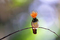 Rufous-crested coquette hummingbird (Lophornis delattrei), male with crest raised, perched on branch.  Peru.